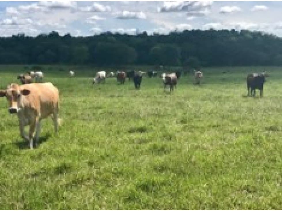 VENDO FINCA GANADERA 890 Has POR PUERTO PARRA - 1