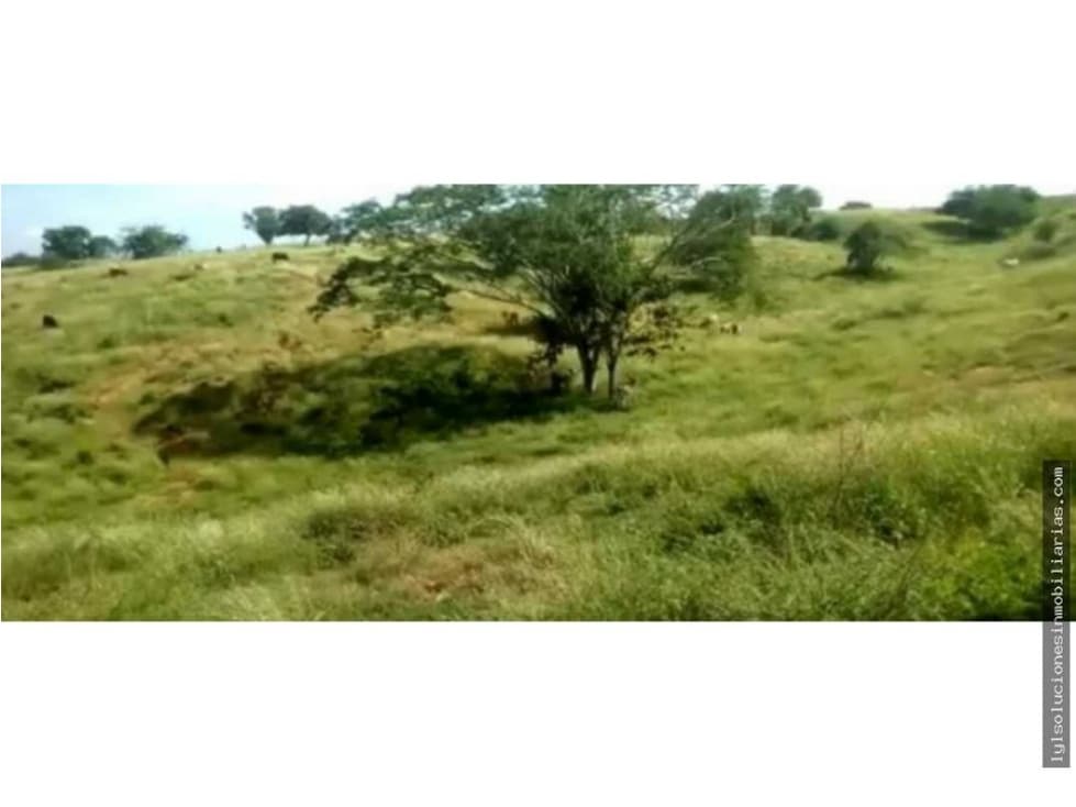 Venta finca ubicada entre Fundación y Algarrobo - 1