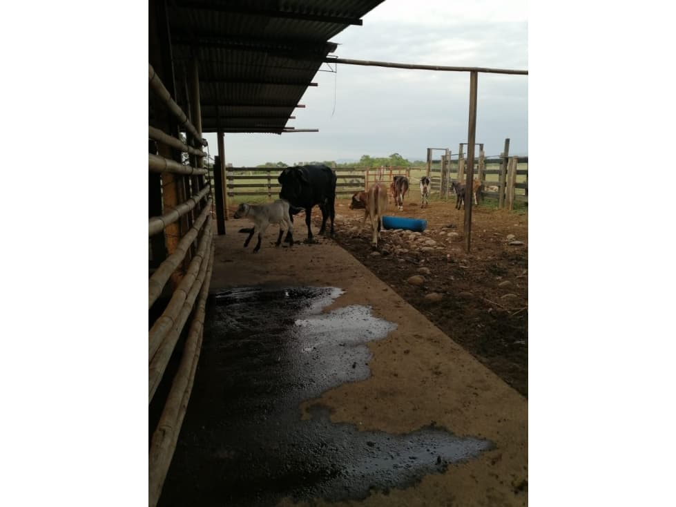 VENDO FINCA EN BARRANCA DE UPIA - 1