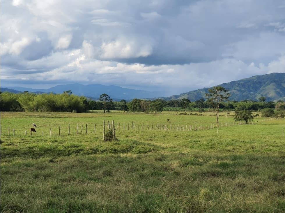 VENDO FINCA VIA ACEVEDO PITALITO HUILA - 1