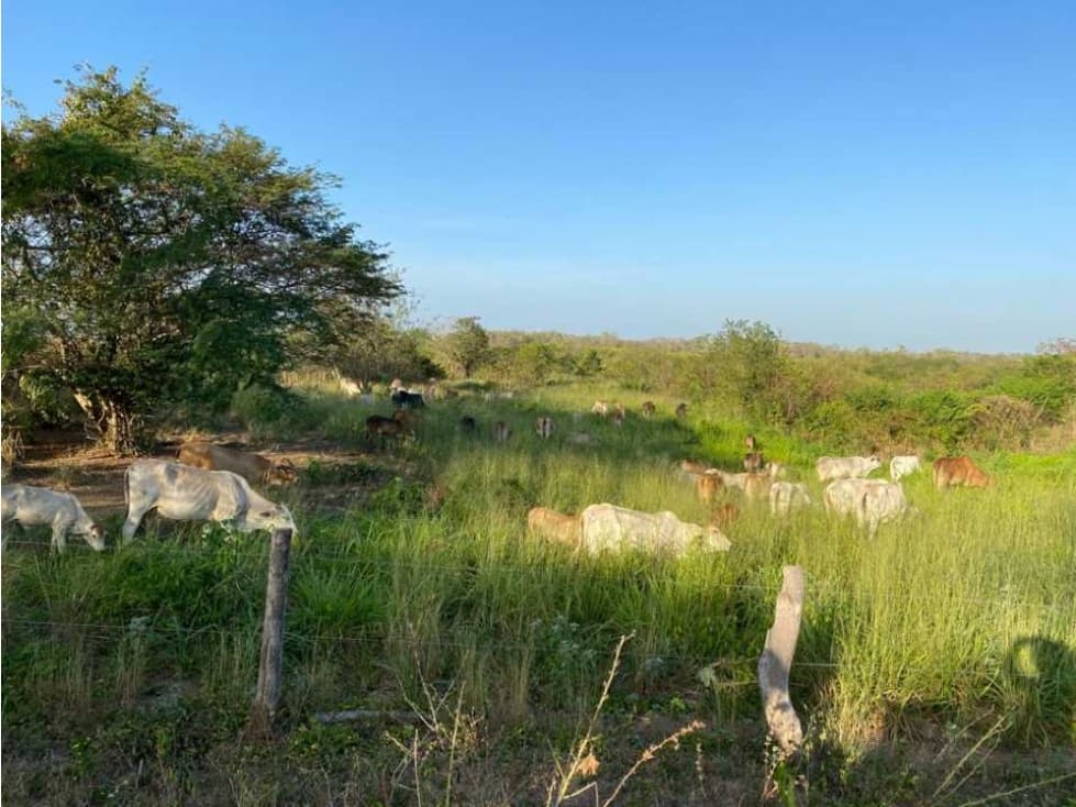 Finca de 187 hectáreas entre fundacion y algarrobo, organizada 011 - 1