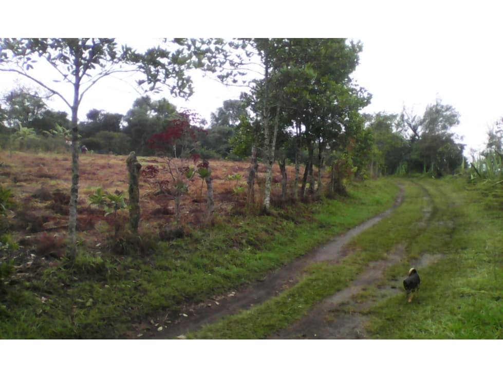 VENTA PARCELAS DESDE 3.400M2 A $50.000M2 FLORENCIA - TOTORO - 1