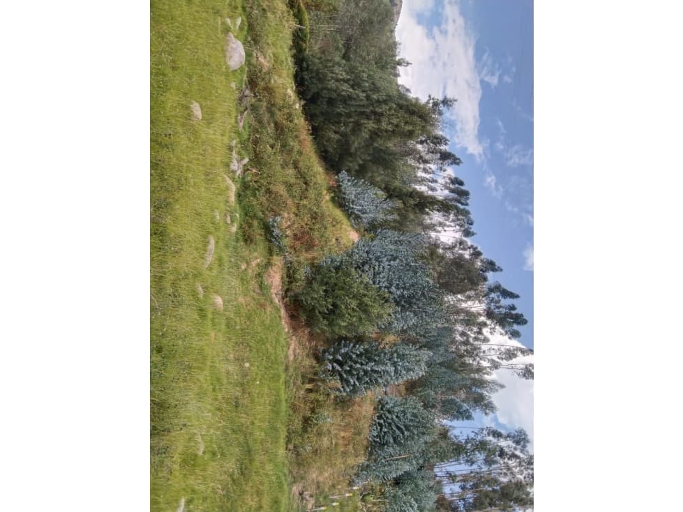 LOTE / TRINIDAD - DUITAMA - 1