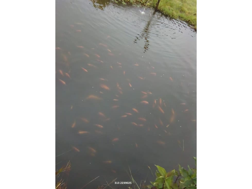 VENDO FINCA GANADERA EN CALDAS (REF. F/62) - 1