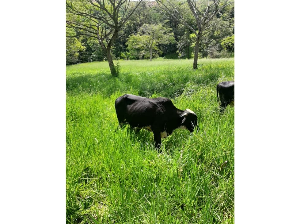 FABULOSA FINCA AGRICOLA 45 HA VENTA PUERTA CERRADA - CHAPARRAL TOLIMA - 1