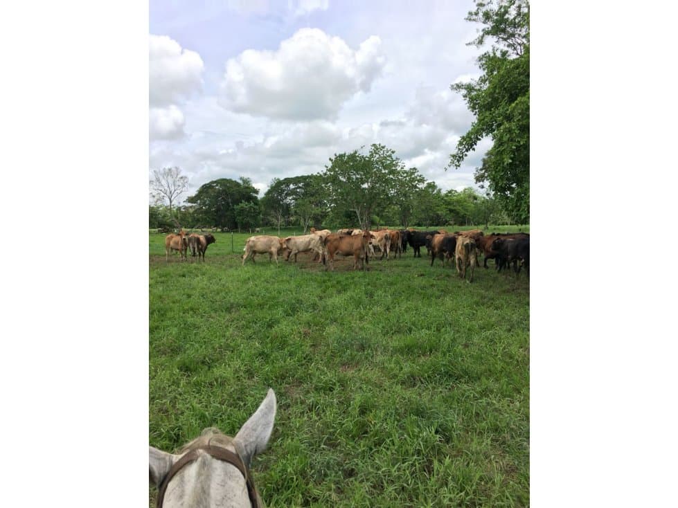 FINCA 830 HECTÁREAS VÍA PLANETA RICA - 1