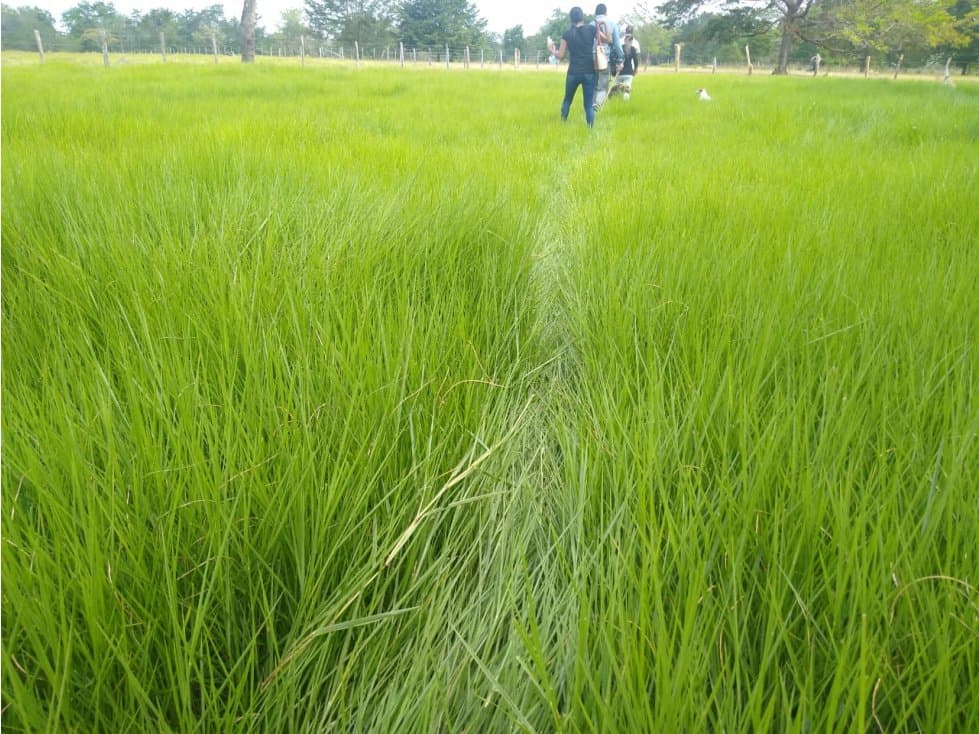 FINCA EN ELL MUNICIPIO DE PLANETA RICA - 1