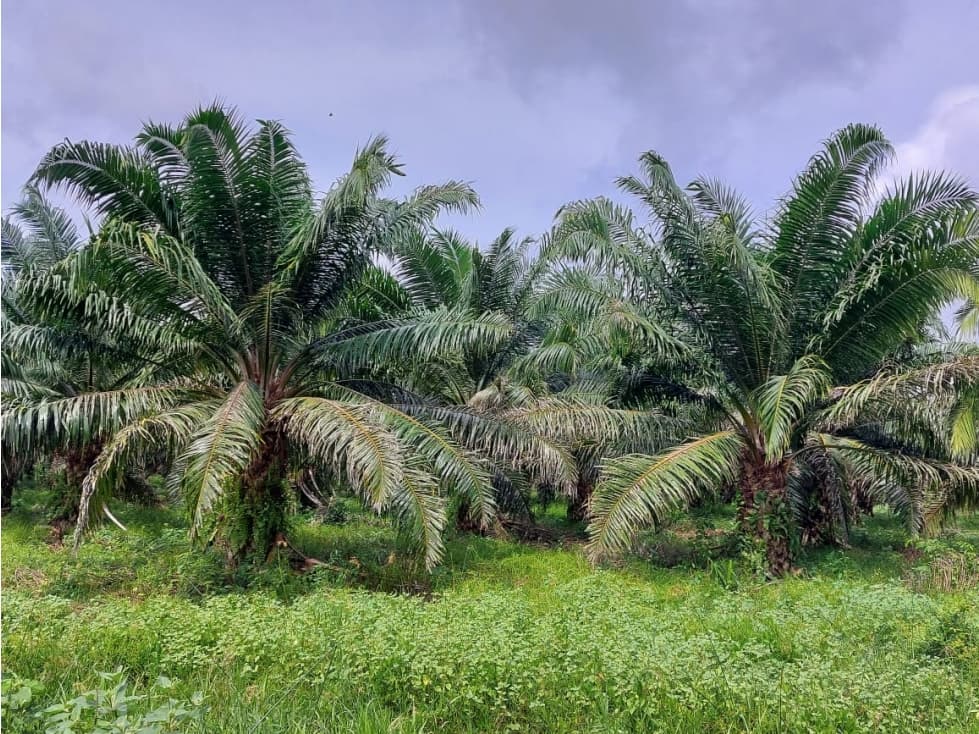 VENTA DE CULTIVO DE PALMA DE ACEITE EN BOLÍVAR - 1