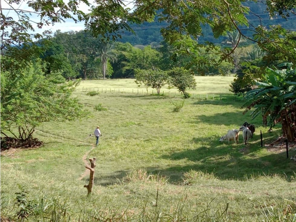 VENTA PRECIOSA FINCA GUARINOCITO LA DORADA - 1