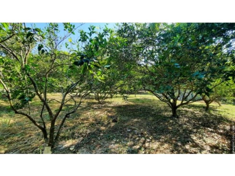 VENDO LOTE PLANO CAMPESTRE SAN LUIS TOLIMA. EA - 1