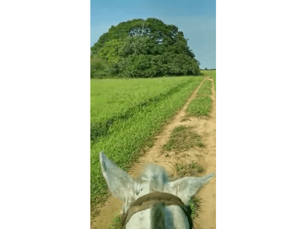 Venta de Hacienda ganadera en Maní Casanare - 1