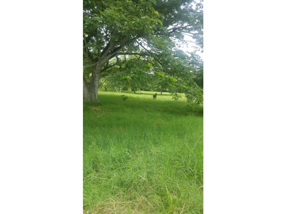 VENDO HERMOSA FINCA VIA RUTA DEL SOL - 1