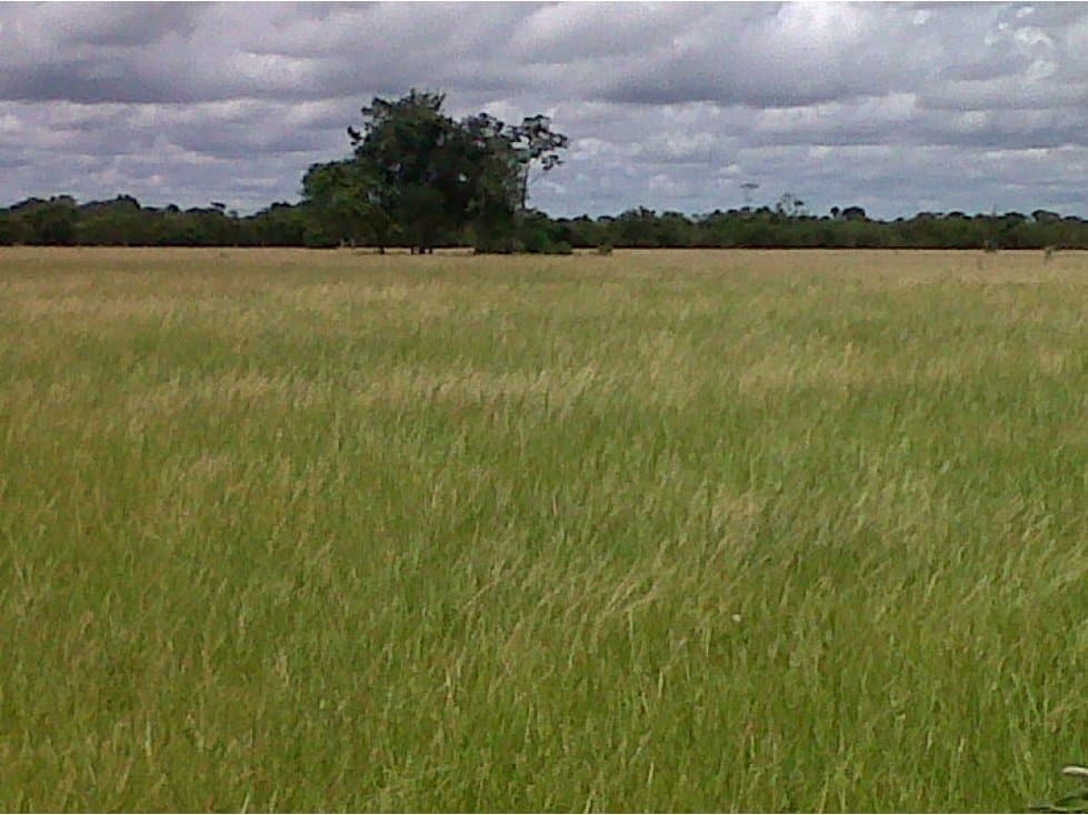 TIERRAS IDEALES PARA CULTIVO DE CACAO - 1