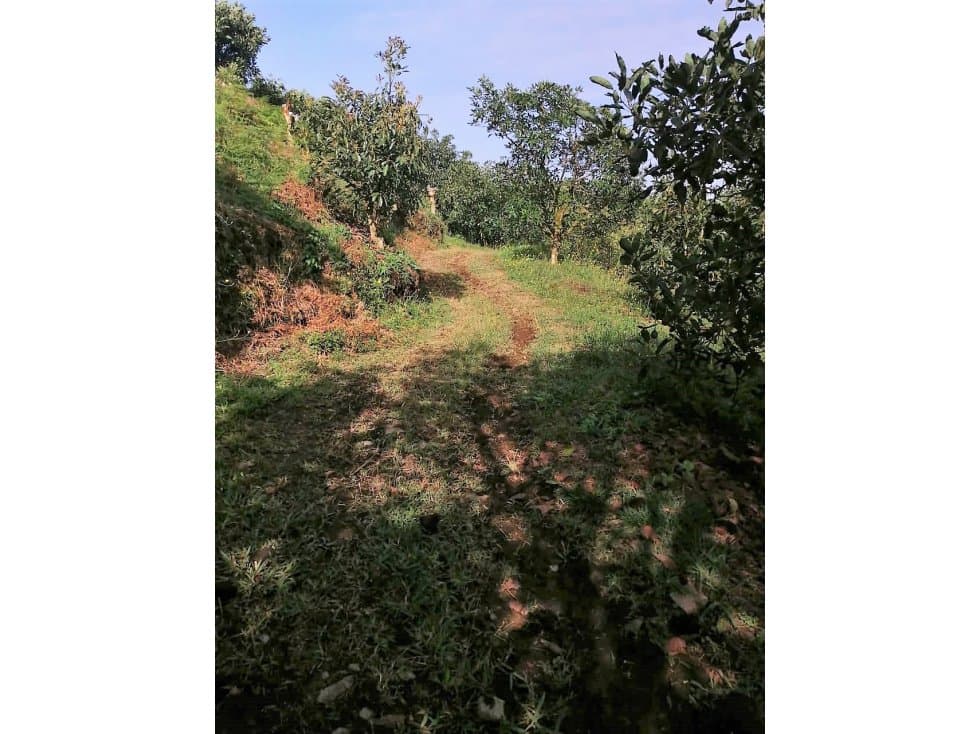 VENTA FINCA  AGUACATE HASS - PACORA CALDAS - 1