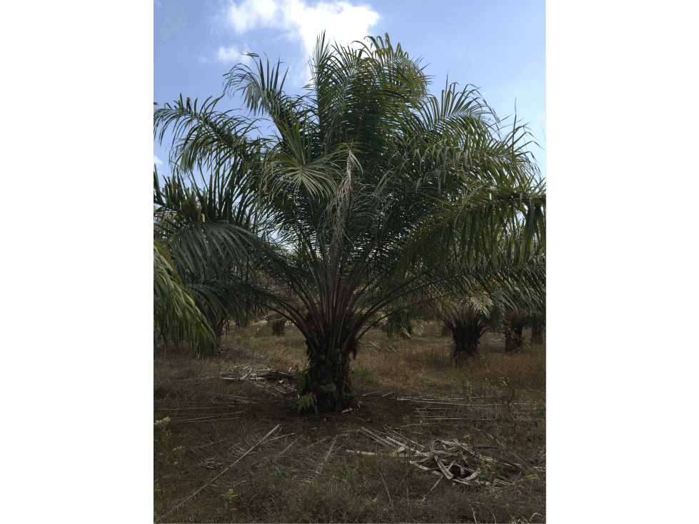 FINCA EN BARRANCA DE UPIA - 1