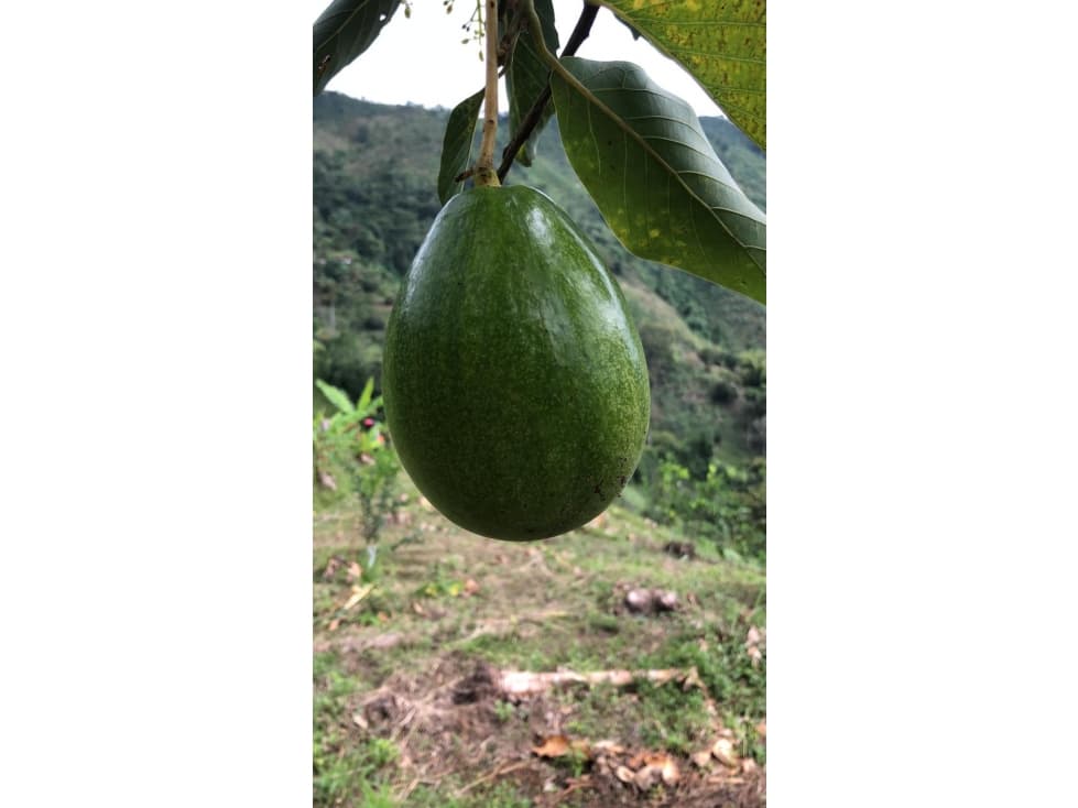 FINCA SAN JOSE CALDAS PLENA PRODUCCION HASS Y PLATANO - 1