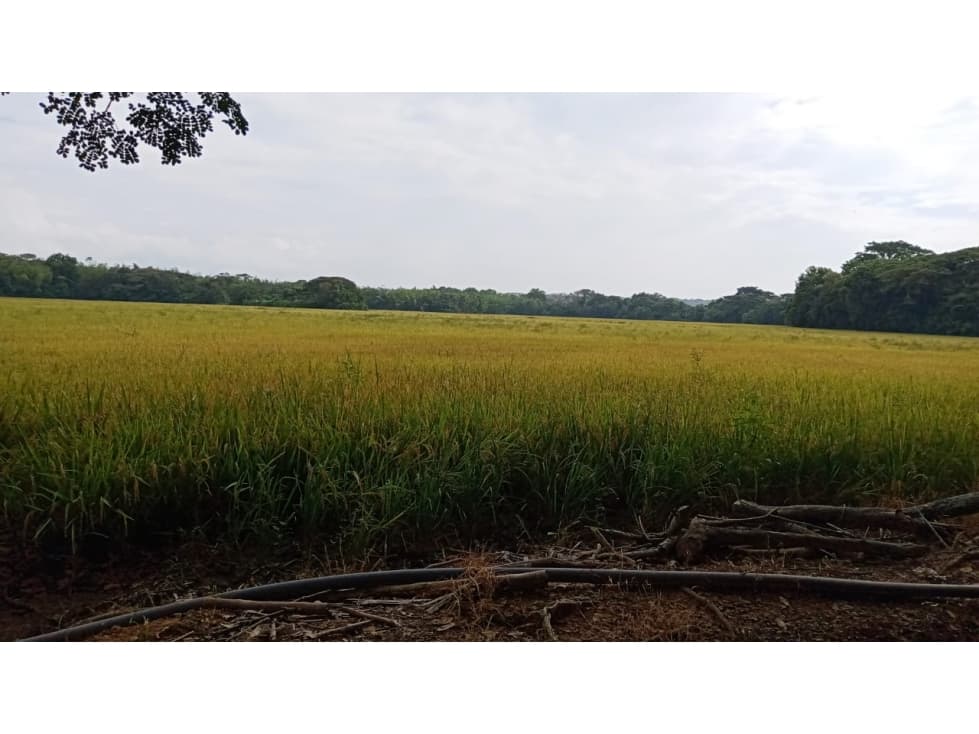 Finca en venta en Lérida Tolima - 1