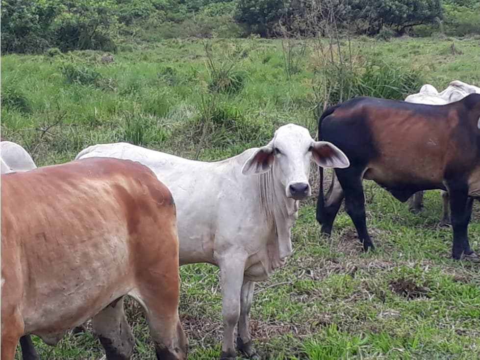 Se vende Finca en Majagual Sucre - 1