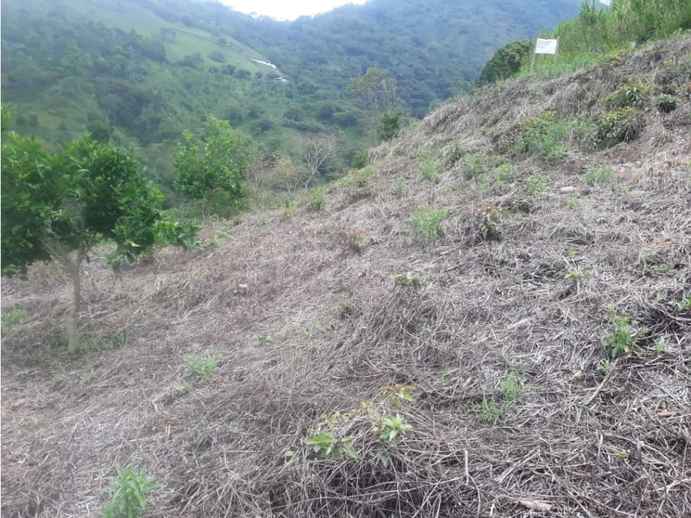 Se vende Lote Barragán Quindío - 1