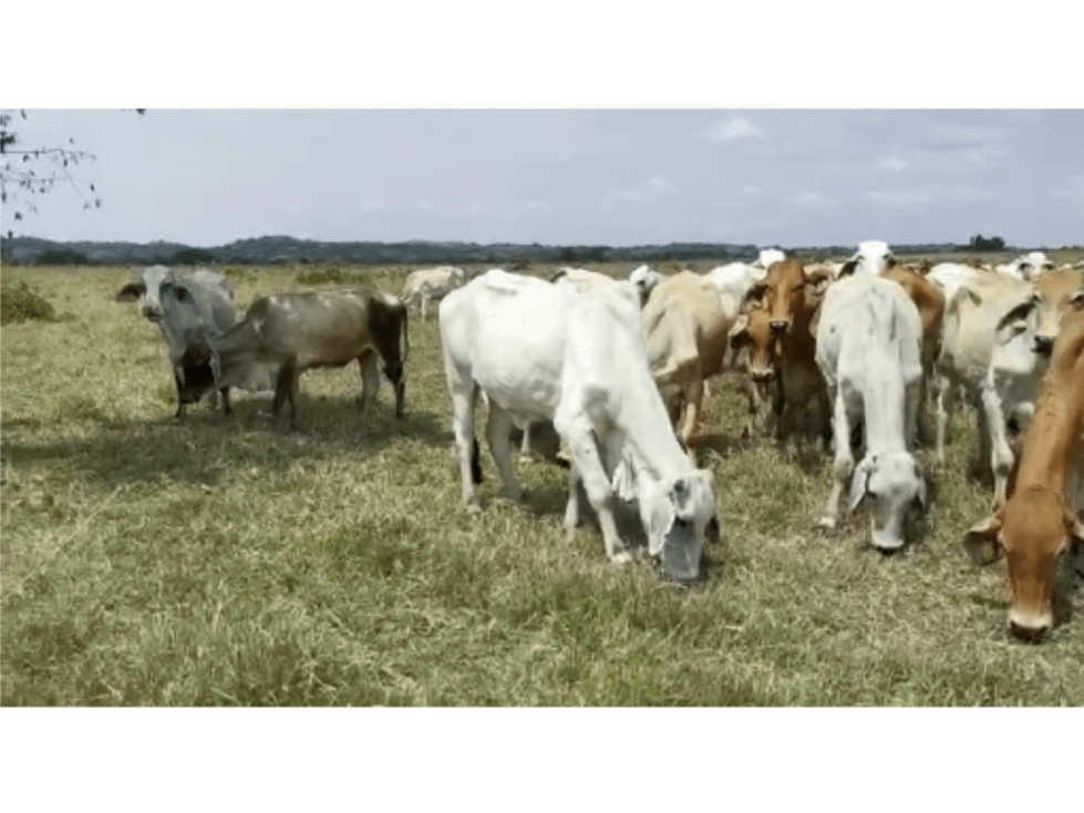 Se vende Finca San Carlos Guaroa Meta - 1