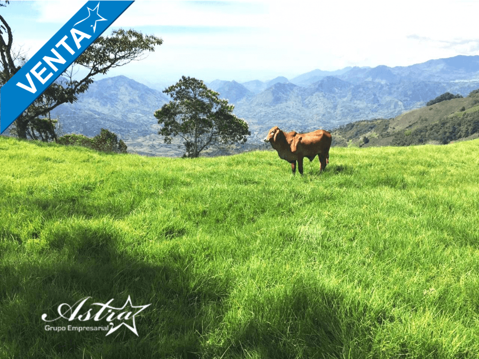 FINCA GANADERA EN VENTA SUPIA - 1