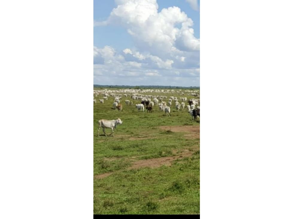Lote ganadero en venta Vichada, Puerto Carreño - 1