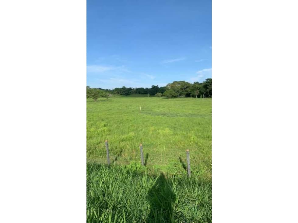 "? 148 Hectáreas en Planeta Rica, Córdoba - $28M COP/Ha - 1