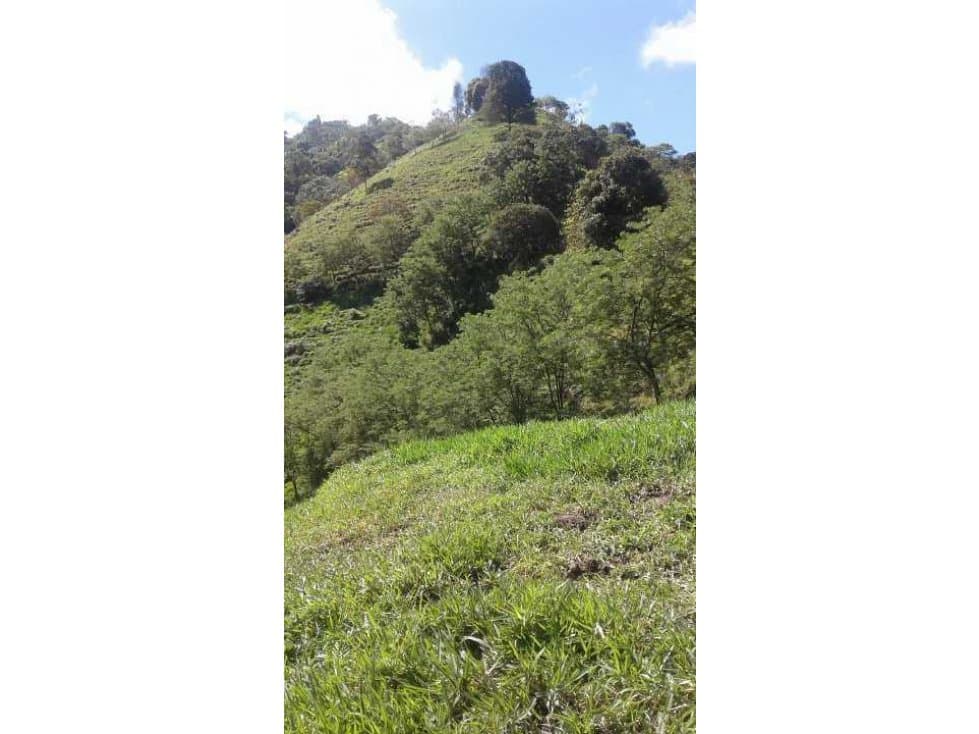 Venta de Finca para Ganado Sector Filadelfia Caldas - 1