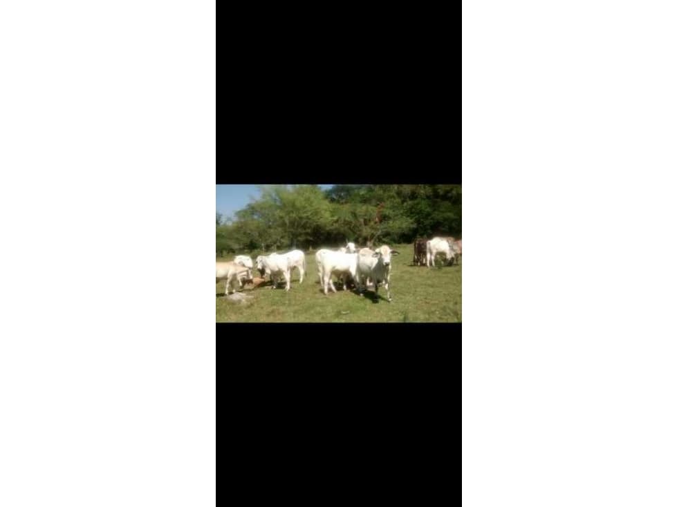 OPORTUNIDAD!! VENTA DE FINCA GANADERA EN SANTANDER - 1