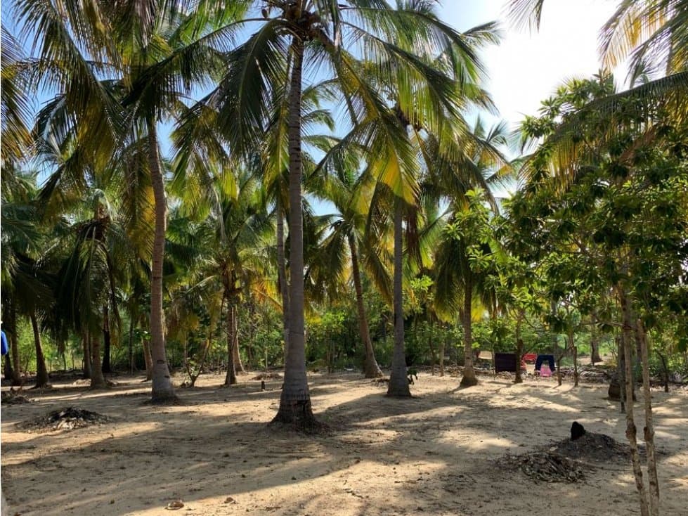 Amplio lote ideal para proyecto turístico en Dibulla cerca Del Mar - 1