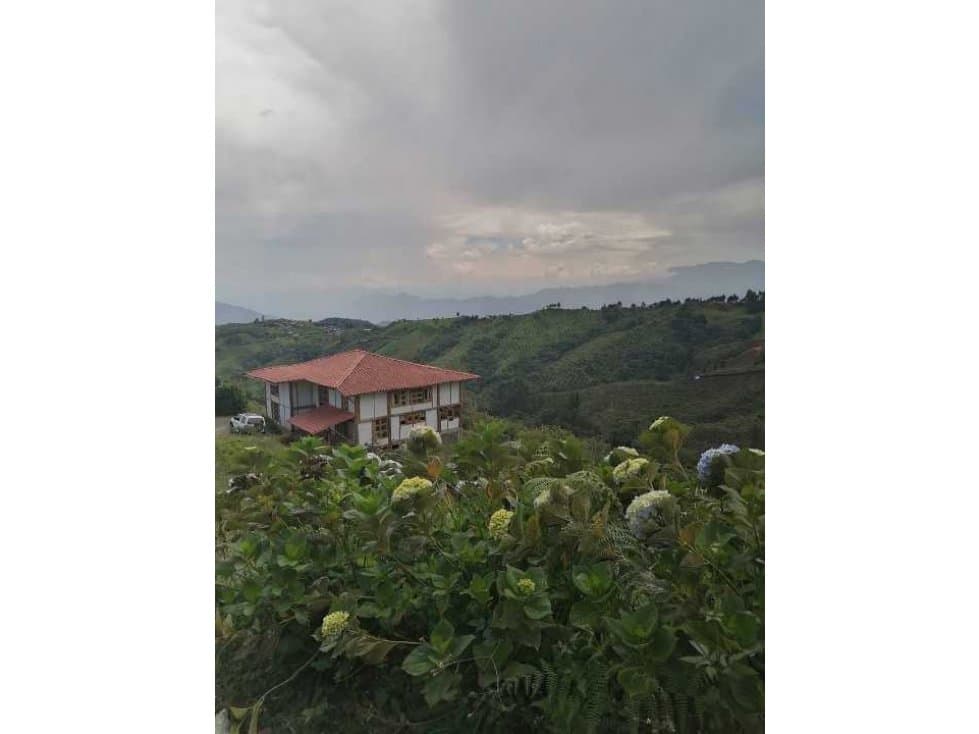 En venta finca de producción aguacate Hass - Pacora Caldas - 1