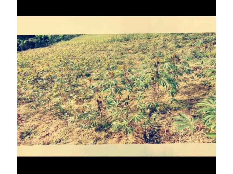 Finca en venta en abrego norte de santander - 1