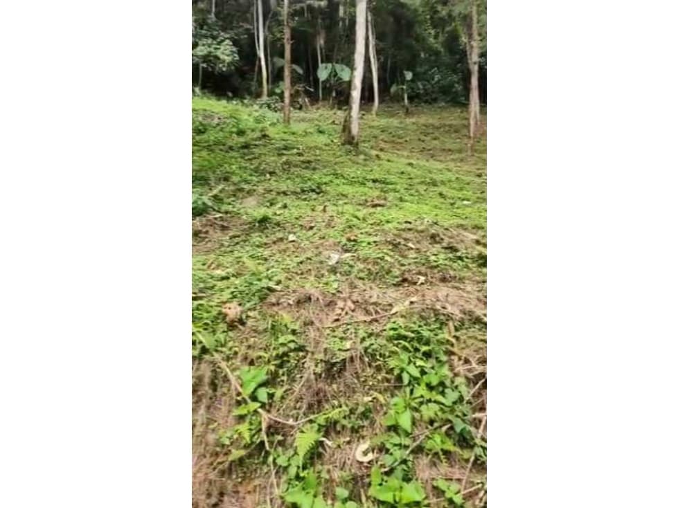 Lote Caldas (entrada por la fabrica de Friko) - 1