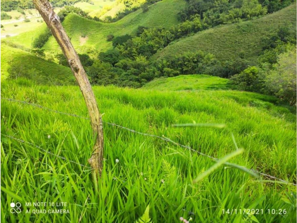 Se vende finca en balboa risaralda vereda tambores - 1