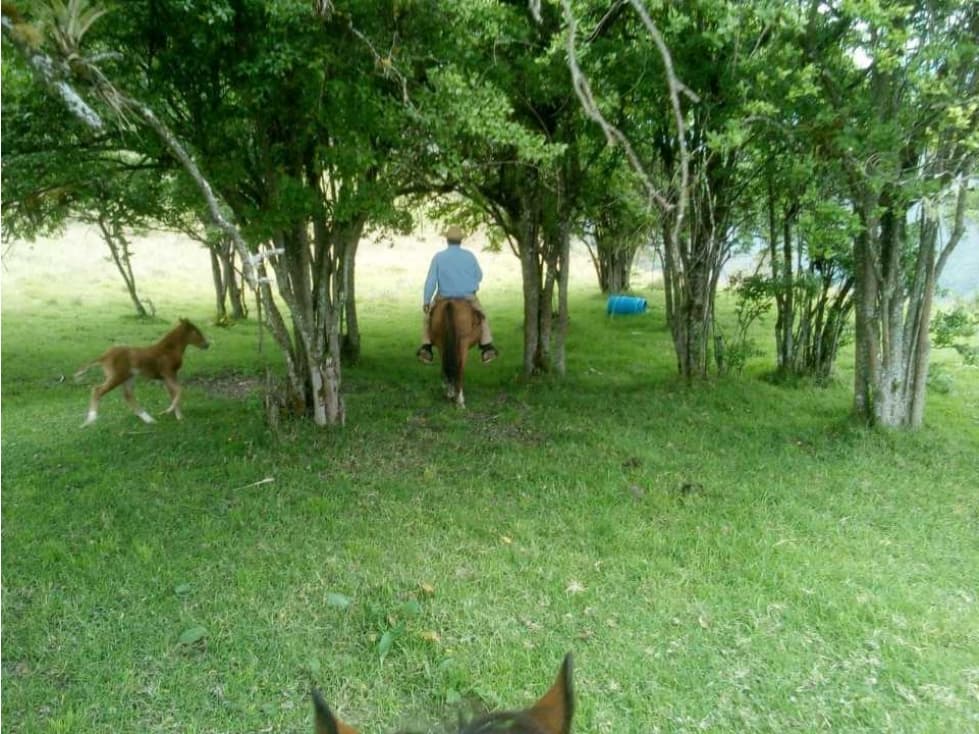 Vendo finca ganadera buga valle del cauca vereda el salado productiva - 1