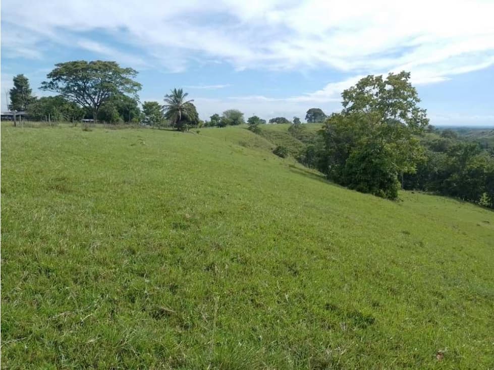 VENDO FINCA GANADERA DE 37 HECTÁREAS SEMI ONDULADA EN SAN MARTÍN CESAR - 1