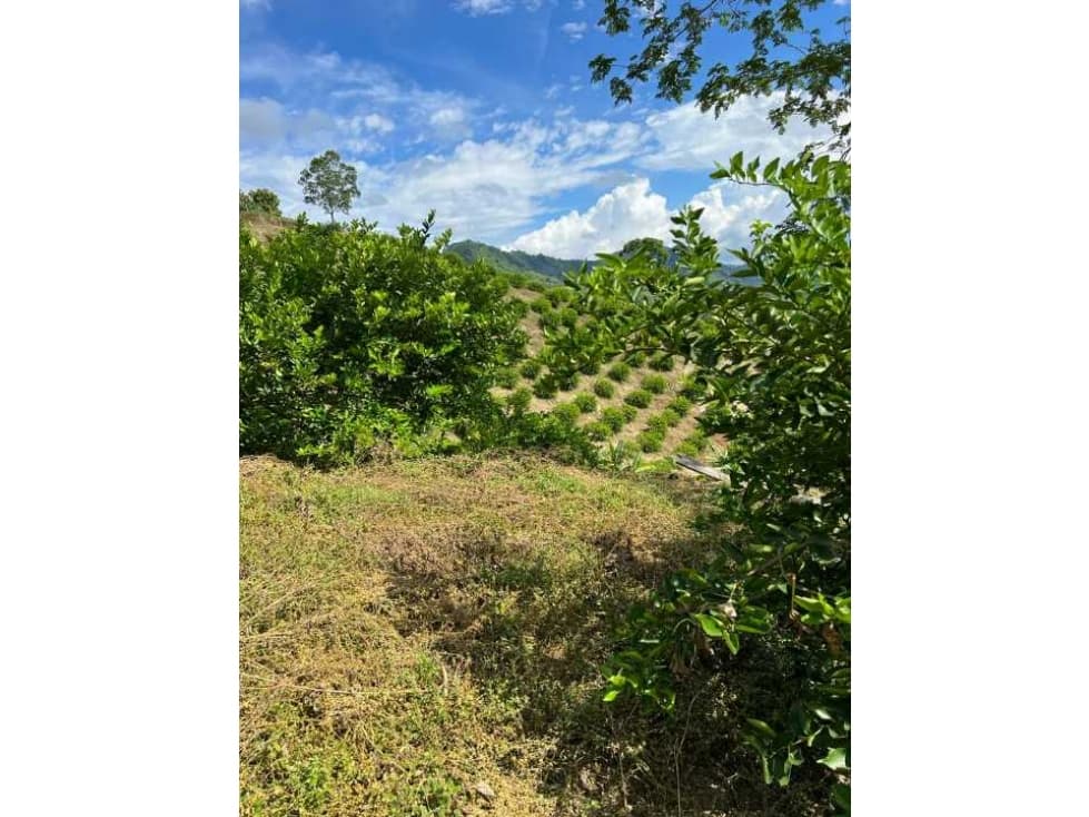 VENDO PARCELA EN LEBRIJA DE 7.5 HECTÁREAS CON CITRICOS - 1