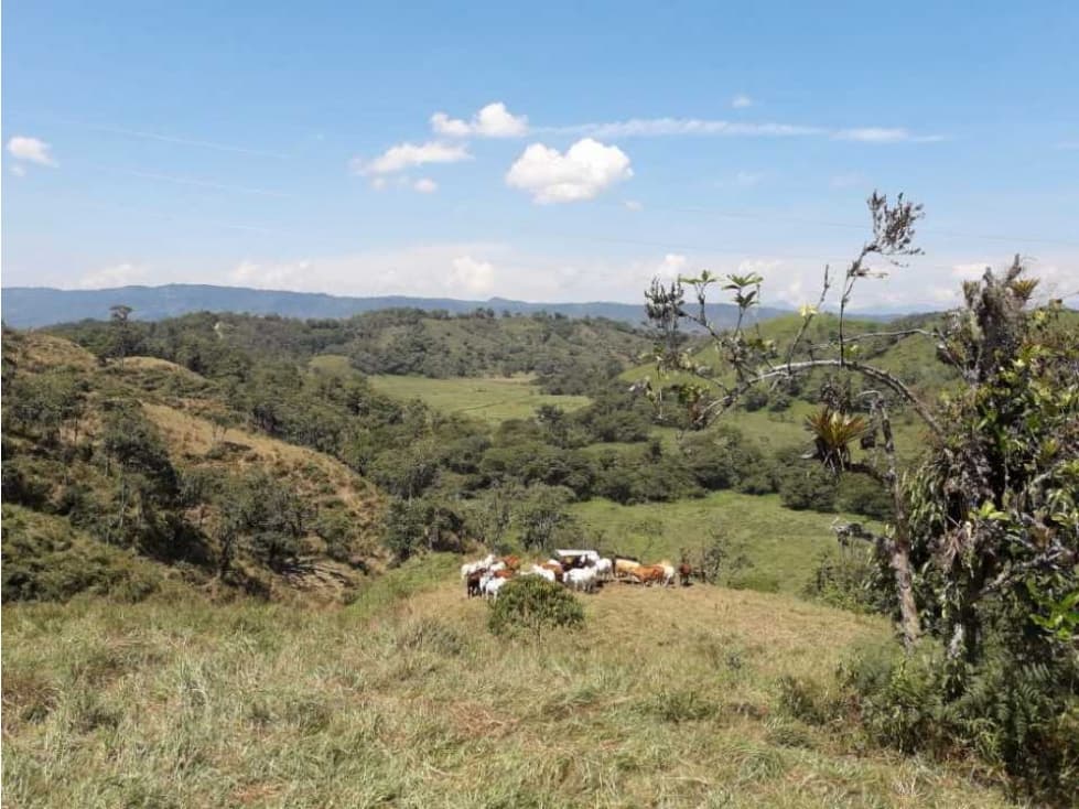 VENTA FINCA 160 HECTÁREAS EN SANTANDER - 1