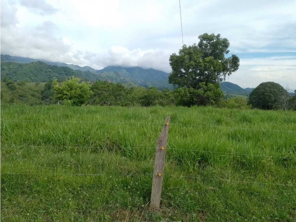 VENTA DE FINCA GANADERA EN SAN MARTÍN CESAR, SEMI ONDULADA 20 HECTÁREA - 1