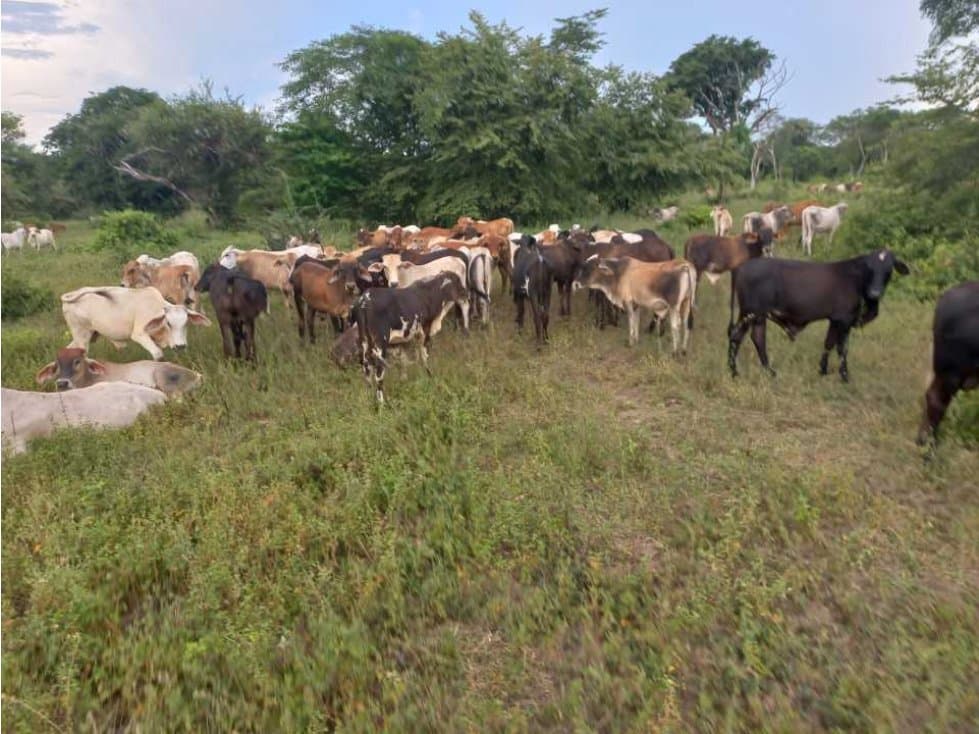 Venta Finca en el Paso Cesar. 4 vientos - 1